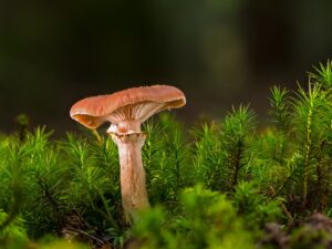 菌活サプリのSNS宣伝方法はどのように行うべきか？
