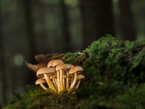 菌活サプリの効果がない原因とは何ですか？