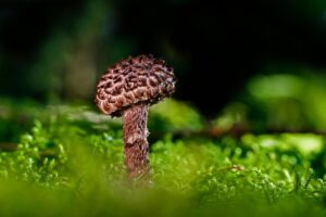 菌活サプリを利用して医療費控除を受ける方法は？