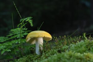 菌活をサポートするオリゴ糖入りサプリの相乗効果とは？