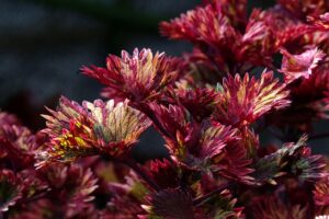 菌活サプリで腸内フローラを改善する方法は？