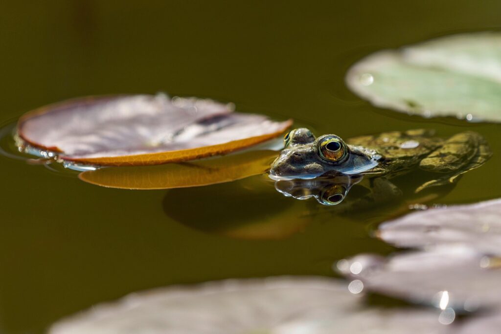 菌活サプリの水量目安はどれくらいが適切ですか？