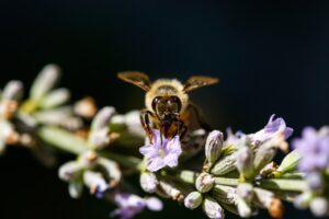 菌活サプリで花粉症対策はどのように行うべき？