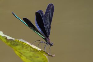 プロバイオティクスサプリが免疫力を高める理由は？
