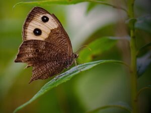 整腸に効果的なサプリのおすすめは？