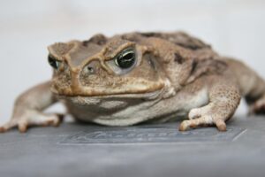 乳酸菌サプリが肌荒れに与える効果とは？