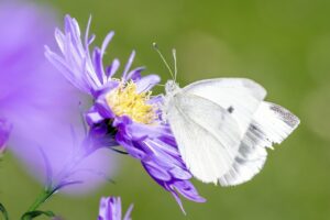 腸活に最適なサプリを通販で手に入れる方法は？