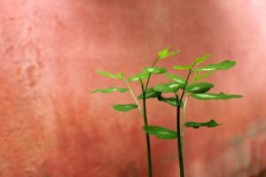 腸活サプリの効果を実感するのはいつから？