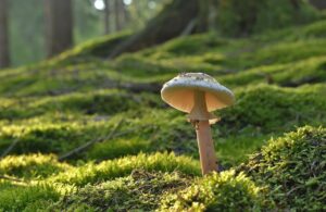 菌活サプリを定期購入するメリットは？