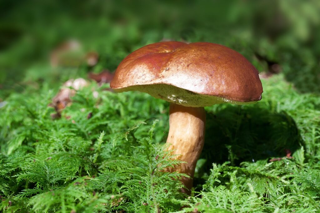 ビフィズス菌の効果とは？