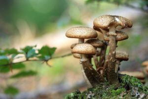 多菌種配合のプロバイオティクスはどのような効果があるのか？