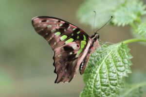 腸活サプリの解約を簡単に行う方法は？