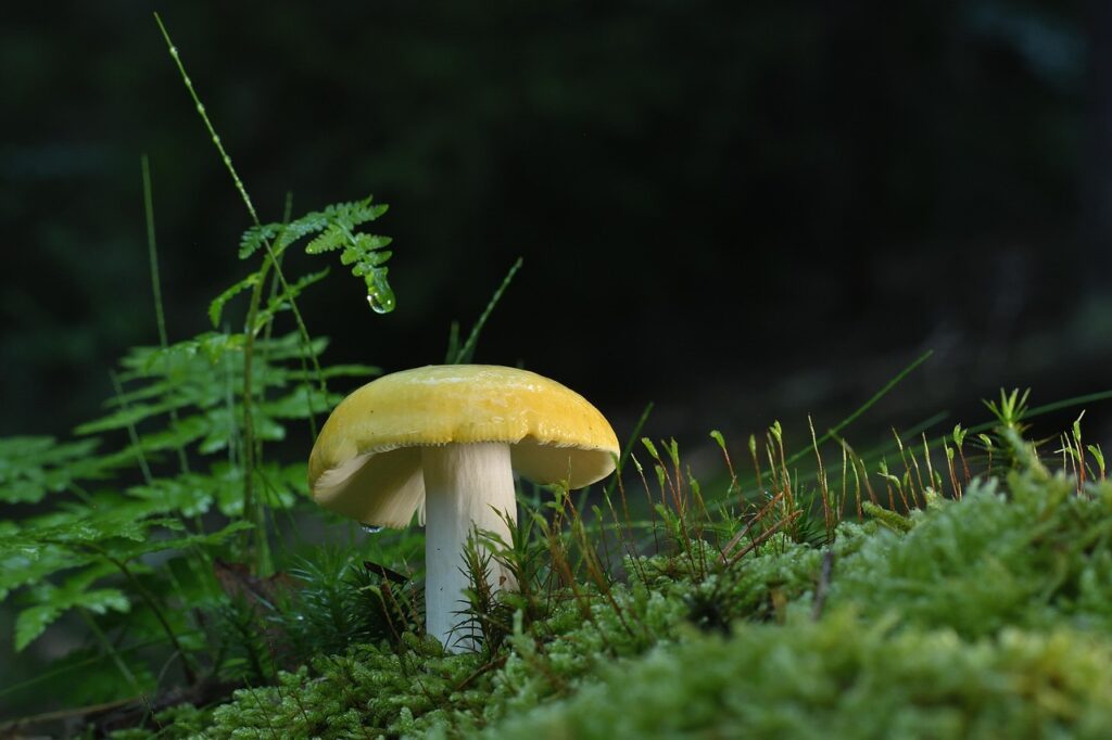 菌活サプリの最安値を比較する方法は？