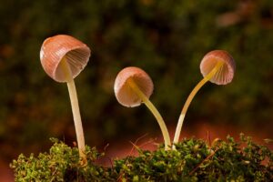 菌活サプリで痩せ菌を増やすための食事方法は？