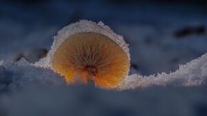 菌活サプリの人気ランキングは信頼できるか？